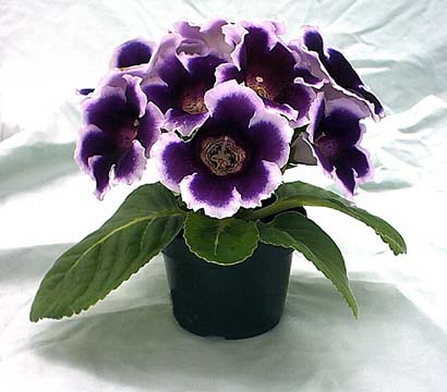 Sinningia speciosa